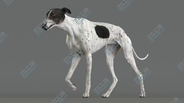 images/goods_img/20210312/3D model Greyhound 4 Animated/1.jpg